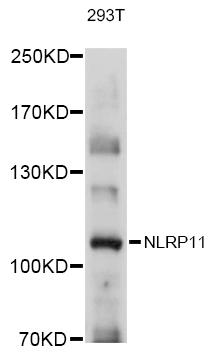 NLRP11 Polyclonal Antibody (E-AB-90350)