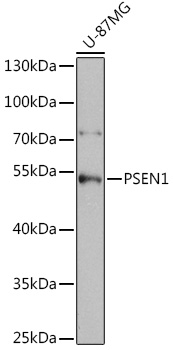 PSEN1 Polyclonal Antibody (E-AB-60669)