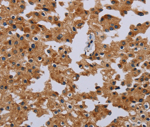 IFRD1 Polyclonal Antibody (E-AB-11320)