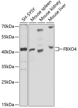 FBXO4 Polyclonal Antibody (E-AB-93026)