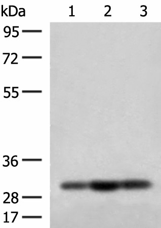 MRPS18B Polyclonal Antibody (E-AB-18806)