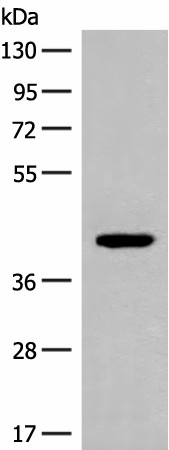 FCGRT Polyclonal Antibody (E-AB-19859)