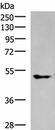 KCNJ2 Polyclonal Antibody (E-AB-18197)