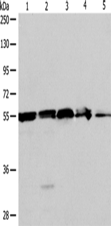 NAMPT Polyclonal Antibody (E-AB-14435)