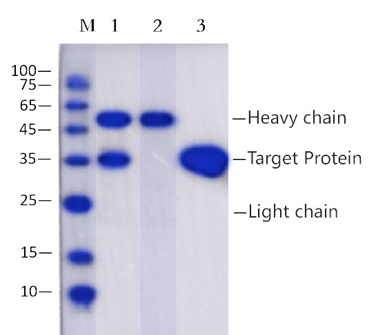 Anti-V5(GKPIPNPLLGLDST) Immunomagnetic Beads (EA-IP-010M)