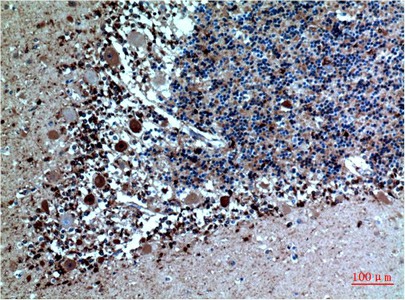 CST3 Monoclonal Antibody (E-AB-22217)