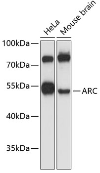 ARC Polyclonal Antibody (E-AB-92941)