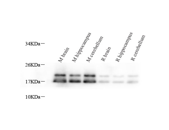 MBP Polyclonal Antibody (E-AB-70265)