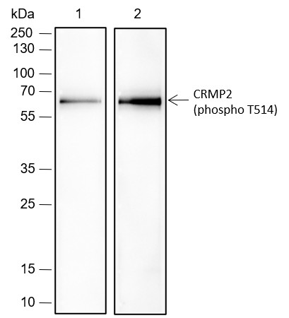 Recombinant Phospho-CRMP2 (Thr514) Monoclonal Antibody (AN302073L)
