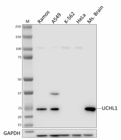 Purified anti-UCHL1 Antibody (601351)