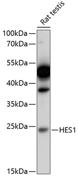 HES1 Polyclonal Antibody (E-AB-90295)
