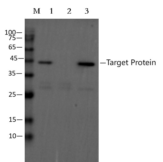 Anti-GST Immunomagnetic Beads (EA-IP-009M)