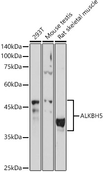 ALKBH5 Polyclonal Antibody (E-AB-93063)