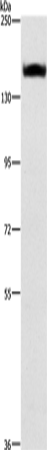 ITGA2 Polyclonal Antibody (E-AB-15930)