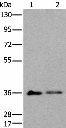 METAP1D Polyclonal Antibody (E-AB-52286)