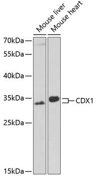 CDX1 Polyclonal Antibody (E-AB-62033)