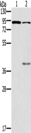 CNGA3 Polyclonal Antibody (E-AB-14009)