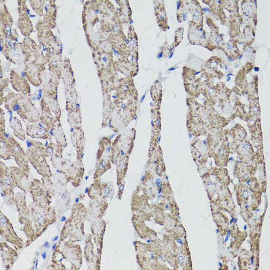 CD59 Polyclonal Antibody (E-AB-60411)