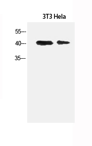 α-SMA Polyclonal Antibody (E-AB-34268)