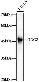 TDO2 Polyclonal Antibody (E-AB-92740)
