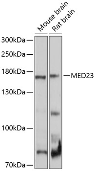 MED23 Polyclonal Antibody (E-AB-90097)