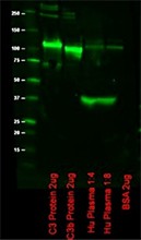 Purified anti-complement C3/C3b/iC3b Antibody (846402)