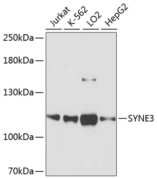 SYNE3 Polyclonal Antibody (E-AB-64512)