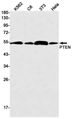 Recombinant PTEN Monoclonal Antibody (E-AB-81483)