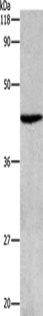 ATG4B Polyclonal Antibody (E-AB-15507)