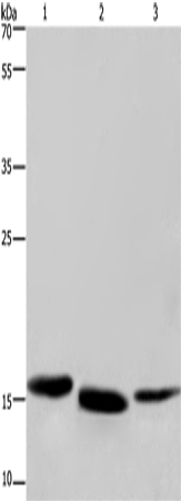 Cytochrome b5 Polyclonal Antibody (E-AB-11133)