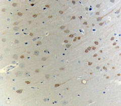 Purified anti-Neurogranin (NRGN) Antibody