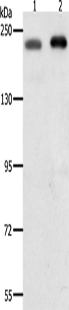 SMARCA4 Polyclonal Antibody (E-AB-15532)