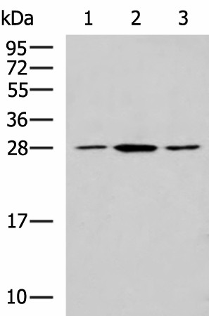 CLTB Polyclonal Antibody (E-AB-53085)