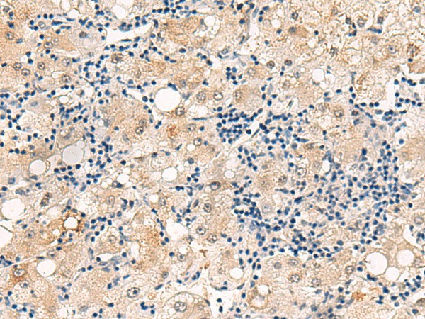 DUSP7 Polyclonal Antibody (E-AB-52886)