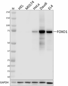 Purified anti-FOXO1 Antibody (947201)