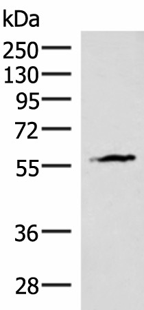 INSM2 Polyclonal Antibody (E-AB-18118)