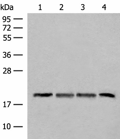 SEC11A Polyclonal Antibody (E-AB-52703)