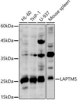 LAPTM5 Polyclonal Antibody (E-AB-93223)