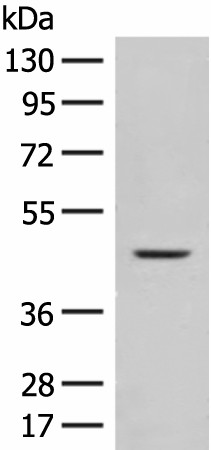 FUT10 Polyclonal Antibody (E-AB-17978)