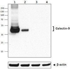 Purified anti-mouse Galectin-9 Antibody (137901)