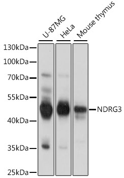NDRG3 Polyclonal Antibody (E-AB-91327)