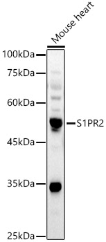 S1PR2 Polyclonal Antibody (E-AB-91994)