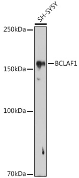 BCLAF1 Polyclonal Antibody (E-AB-91541)