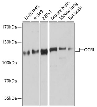 OCRL Polyclonal Antibody (E-AB-92384)