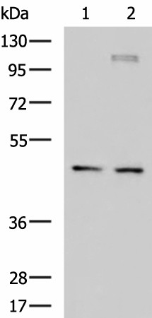 DNAJA4 Polyclonal Antibody (E-AB-53105)