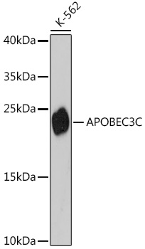 APOBEC3C Polyclonal Antibody (E-AB-66297)