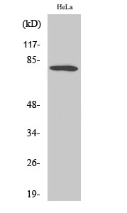 FOXO1 Polyclonal Antibody (E-AB-31466)