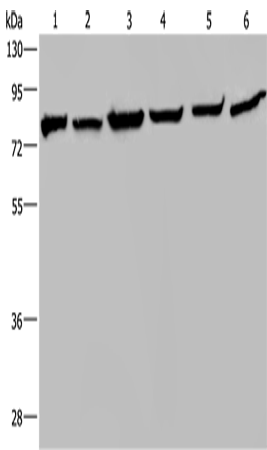 HSPA9 Polyclonal Antibody (E-AB-11284)