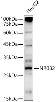 NR0B2 Polyclonal Antibody (E-AB-67353)