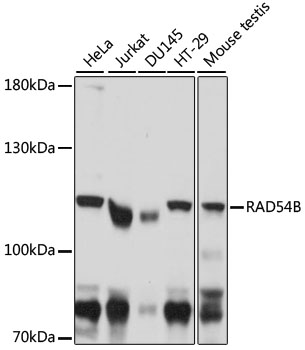 RAD54B Polyclonal Antibody (E-AB-91472)